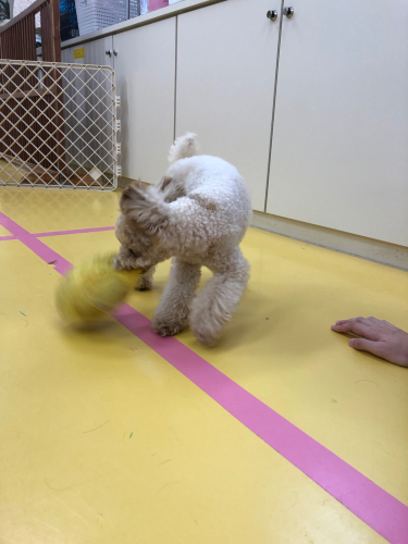 おもちゃ楽しい!!_f0357682_19185805.jpg