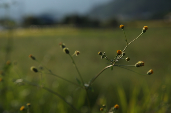 秋の草 _a0357206_19562234.jpg