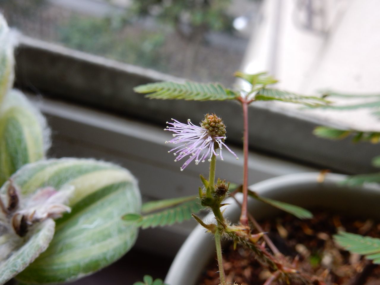 オジギソウ開花して学習発表会_c0025115_23072245.jpg