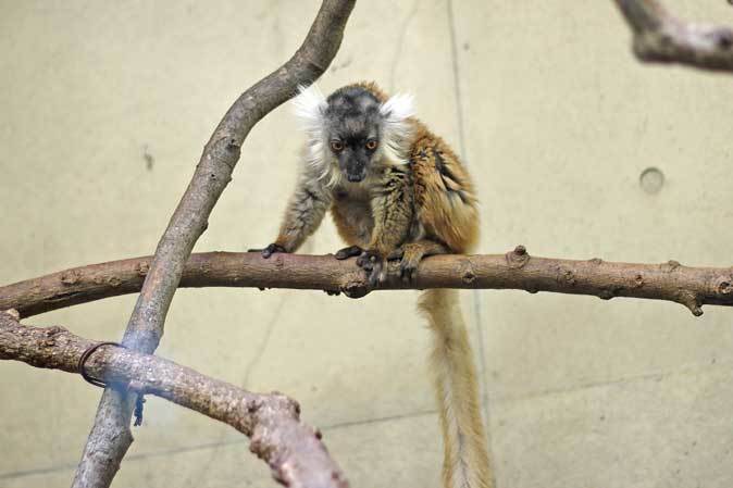 クロキツネザルの親子（上野動物園 December 2018）_b0355317_11103188.jpg