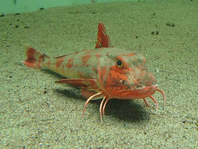 葛西臨海水族園 東京湾の漁業 ホウボウとマコガレイ 続々 動物園ありマス