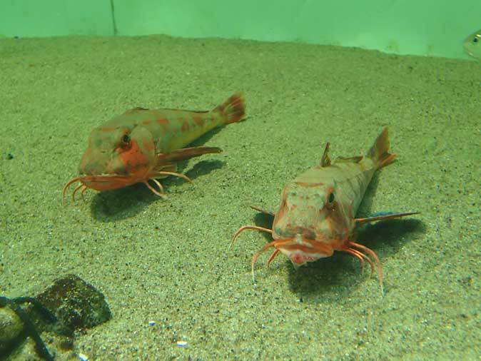 葛西臨海水族園：東京湾の漁業～ホウボウとマコガレイ_b0355317_21002270.jpg