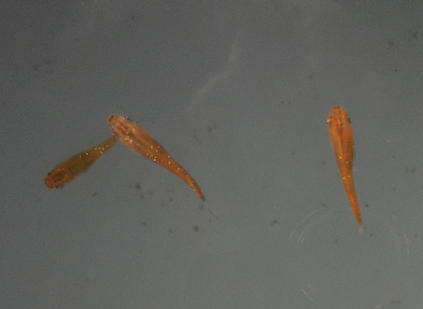 e0097534_17424993.jpg