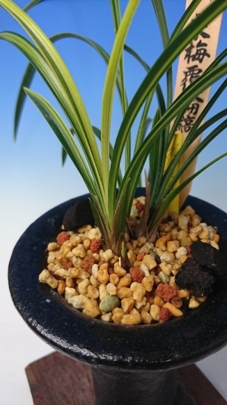 中国春蘭 環球荷鼎 芽変わり 覆輪花「光宮」 富貴蘭 春蘭 寒蘭