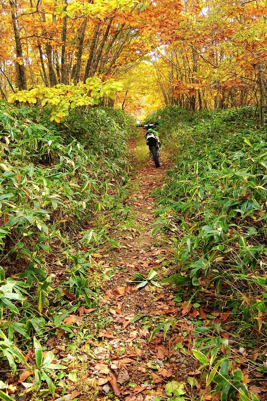 KDXで紅葉の林道を_e0377345_19191194.jpg