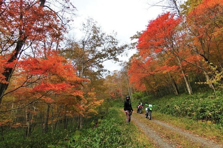 KDXで紅葉の林道を_e0377345_20215408.jpg
