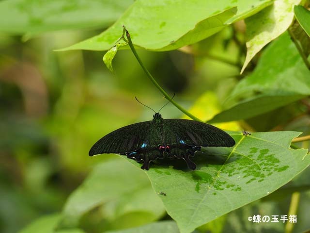台湾遠征2（タイワンルリモンアゲハ） : 蝶の玉手箱