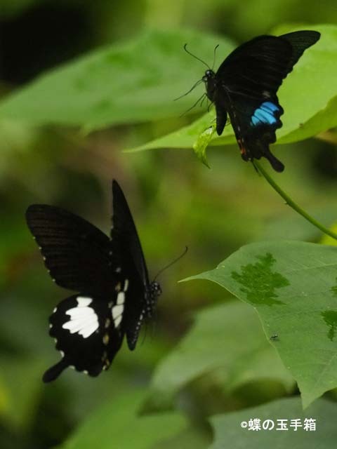 台湾遠征2（タイワンルリモンアゲハ） : 蝶の玉手箱