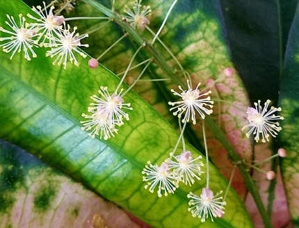 クロトンの花が咲きました♪_c0151053_16555661.jpg