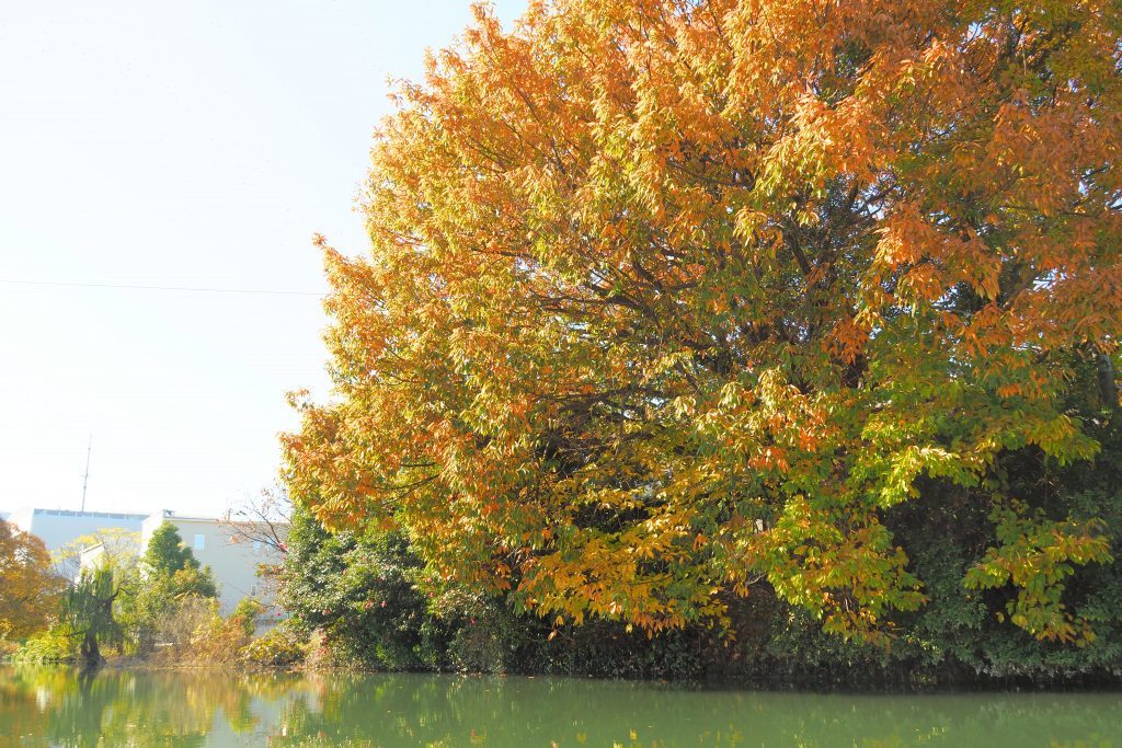 秋の柳川川下りと温泉へ そして秋月へ紅葉も 遊び放題 食い放題 元 ペナンdeジャラン