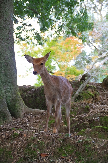 奈良公園　鹿_f0374092_22455653.jpg