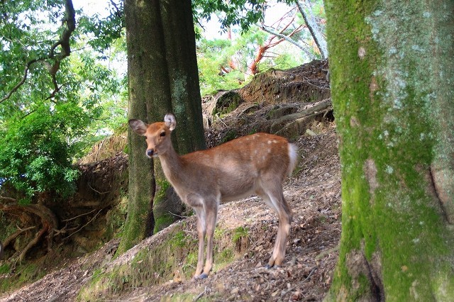 奈良公園　鹿_f0374092_22462968.jpg