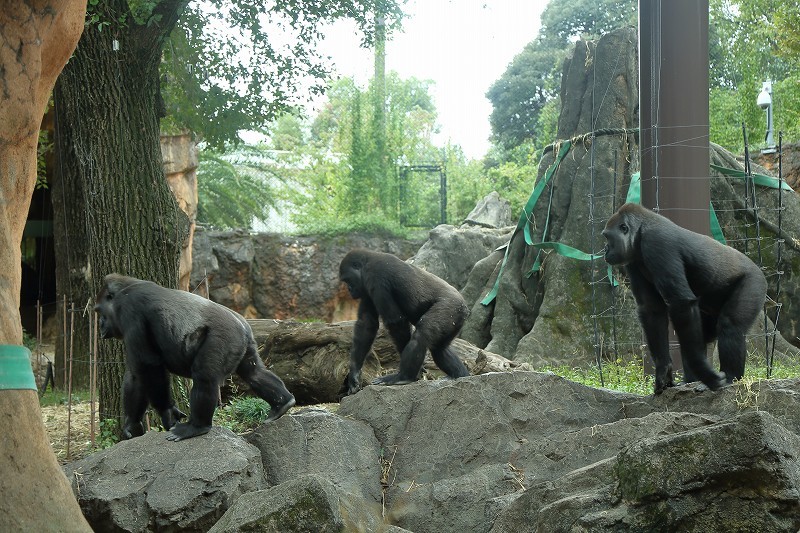 上野動物園のゴリラ家族に 突然の事件が発生 旅プラスの日記