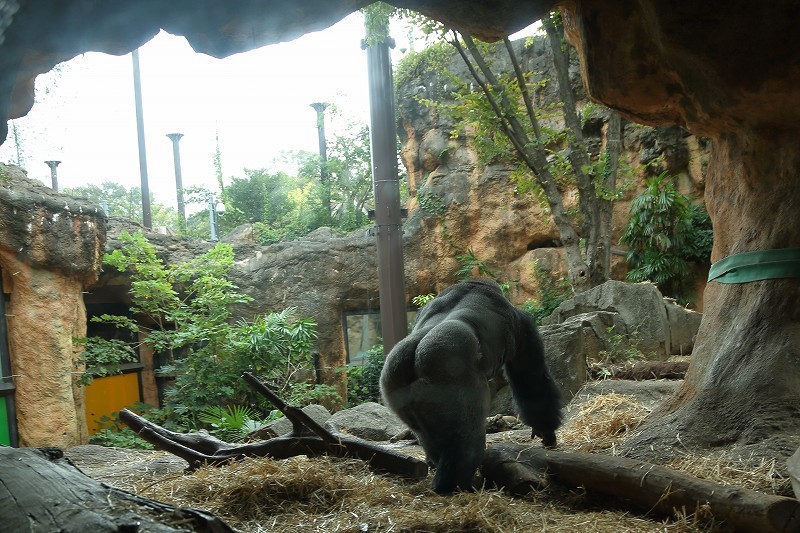 上野動物園のゴリラ家族に 突然の事件が発生 旅プラスの日記 上野動物園のゴリラ家族に 突然の事件が発生 旅プラスの日記