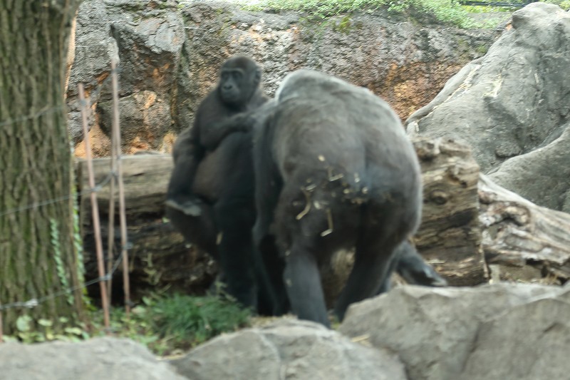 上野動物園のゴリラ家族に 突然の事件が発生 旅プラスの日記 上野動物園のゴリラ家族に 突然の事件が発生 旅プラスの日記
