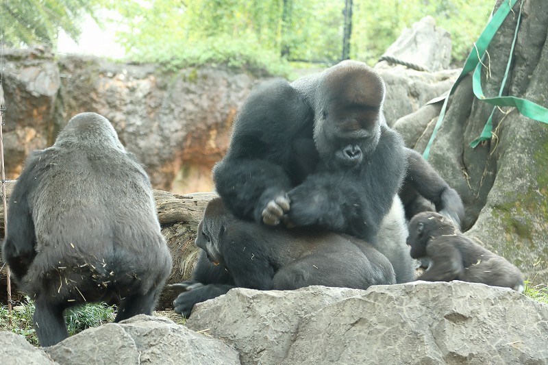 上野動物園のゴリラ家族に 突然の事件が発生 旅プラスの日記 上野動物園のゴリラ家族に 突然の事件が発生 旅プラスの日記