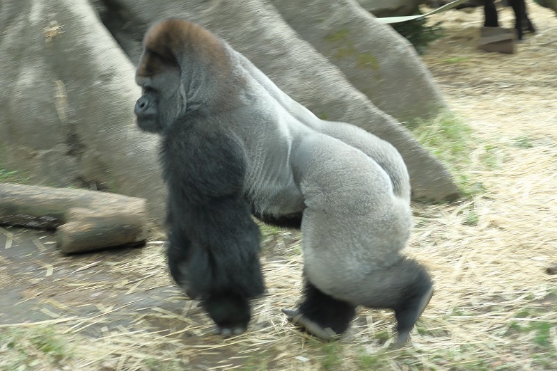 上野動物園のゴリラ家族に 突然の事件が発生 旅プラスの日記 上野動物園のゴリラ家族に 突然の事件が発生 旅プラスの日記