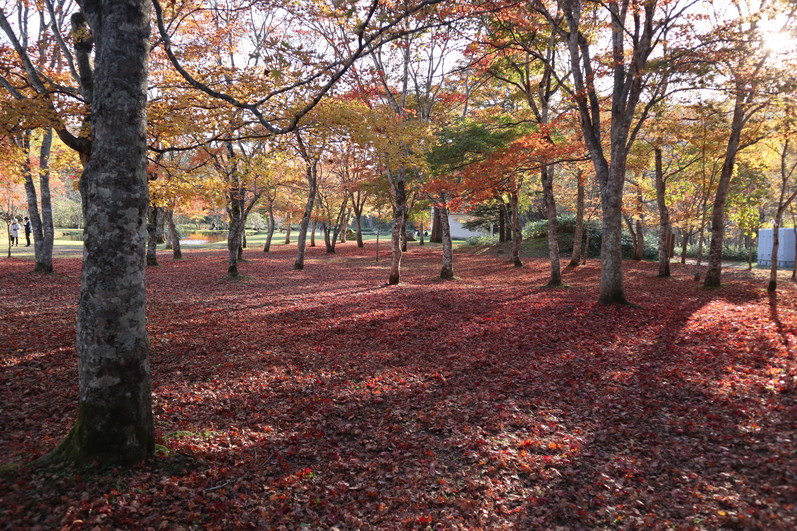 秋の北海道を満喫しちゃいましょう････････その２_b0331802_03233571.jpg