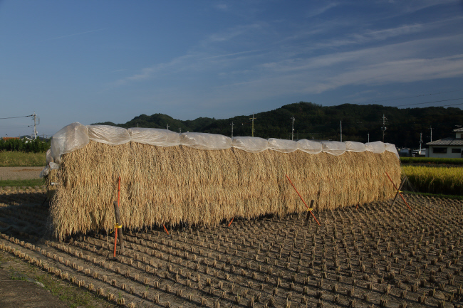 黄金の恵み _a0357206_21265038.jpg