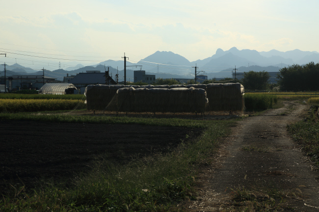 黄金の恵み _a0357206_21270063.jpg