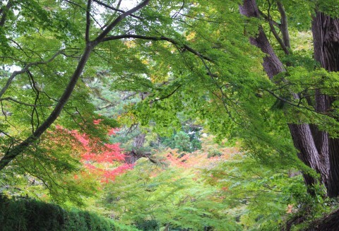 早すぎた紅葉＆モッコウバラ誘引_e0341606_19530476.jpg