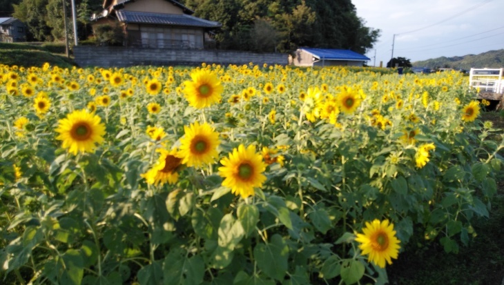 今治市朝倉のひまわり畑 19 10 26 徳ちゃん便り