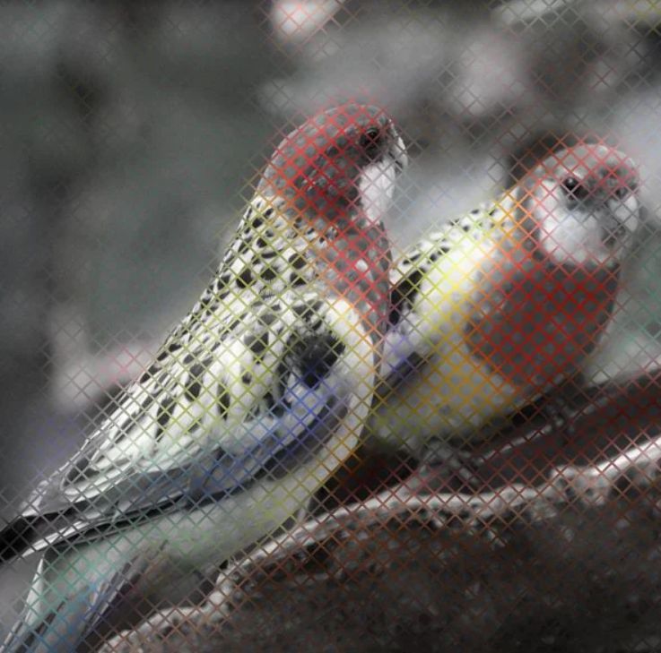 我々の脳は色と形を別々に扱っているらしいことを示す「幻覚」_c0025115_21553700.jpg