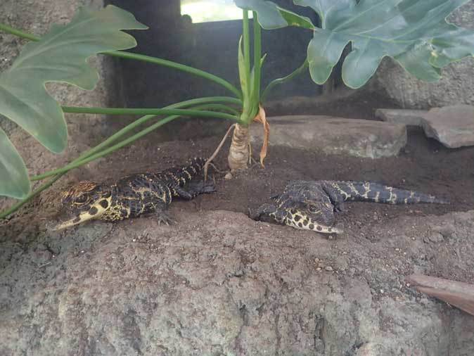 上野動物園：両生爬虫類館へようこそ！～ニシアフリカコガタワニの子供たち（December 2018）_b0355317_20341080.jpg