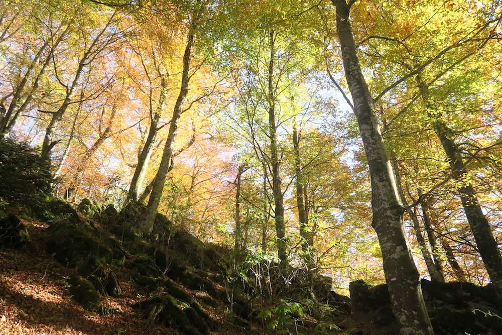 秋色の光注ぐ山を頂へ、ラヴェルナ ペンナ山_f0234936_810369.jpg