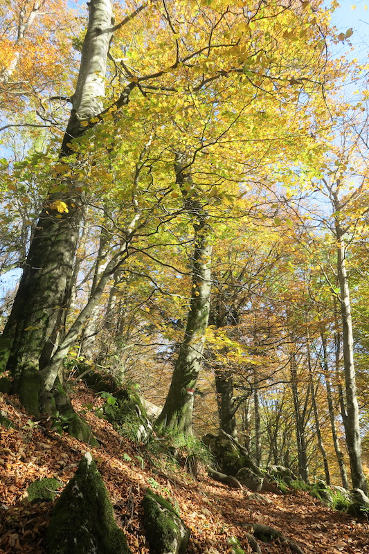 秋色の光注ぐ山を頂へ、ラヴェルナ ペンナ山_f0234936_81481.jpg