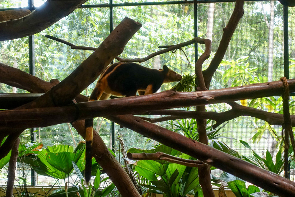 August 2019 Singapore Zoo 11 ホワイトタイガー_b0330044_23102423.jpg