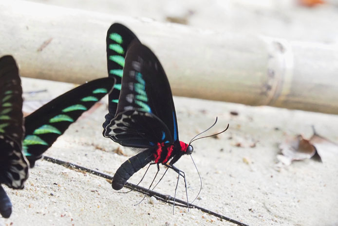 アカエリトリバネアゲハ アカエリトリバネアゲハ外50頭