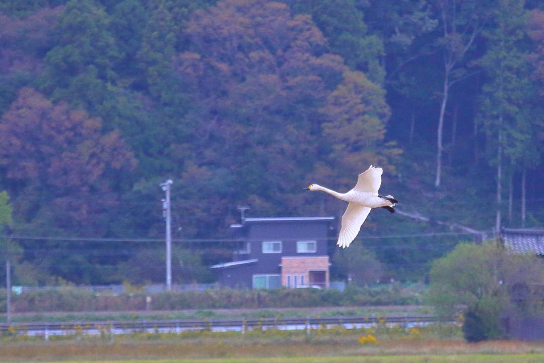e0403850_11243134.jpg