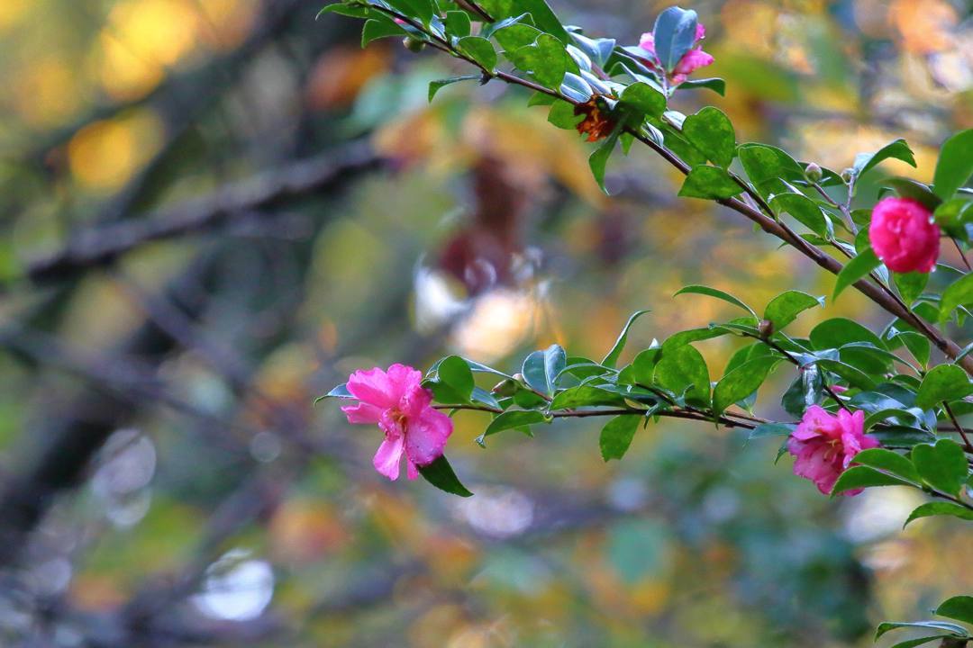 e0403850_21314992.jpg