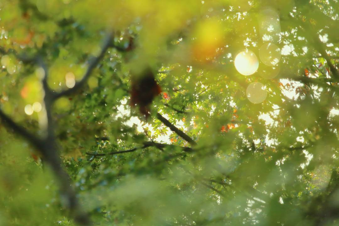 e0403850_21324340.jpg