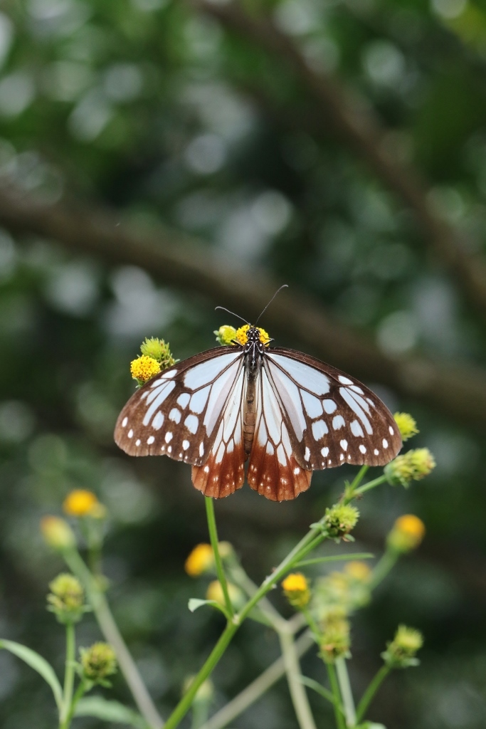 リュウキュウムラサキほかセンダングサ吸蜜_e0224357_22530144.jpg