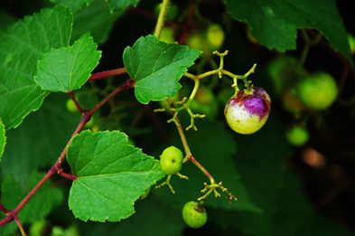 野ぶどう 実は色移ろいて 森林インストラクターのブログ フォレスト 石風花１