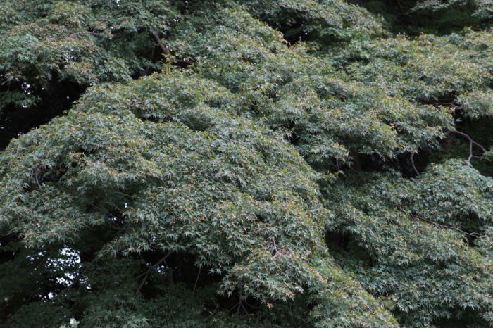 e0165983_11381063.jpg