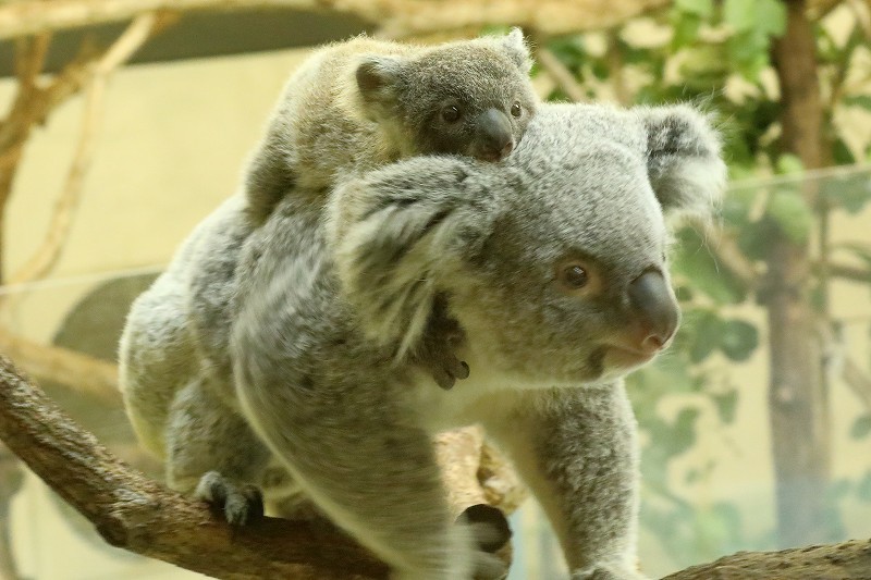 僕はコアラの赤ちゃん 名前は２月７日生まれなので ニシチ 旅プラスの日記