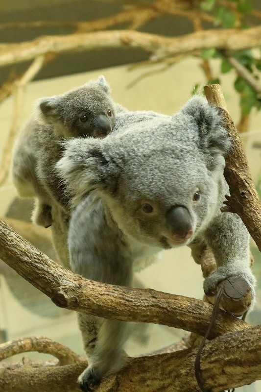 僕はコアラの赤ちゃん 名前は２月７日生まれなので ニシチ 旅プラスの日記