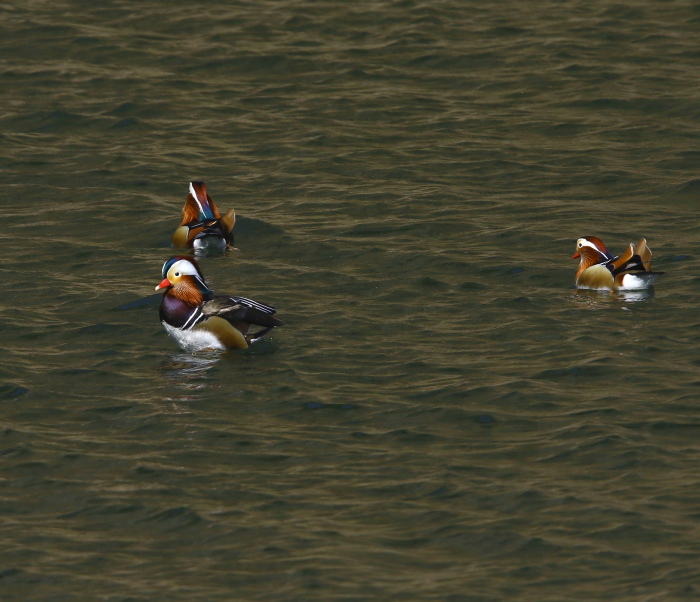 waterfowl life jacket