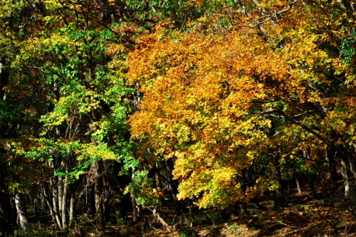 a0263109_19043950.jpg
