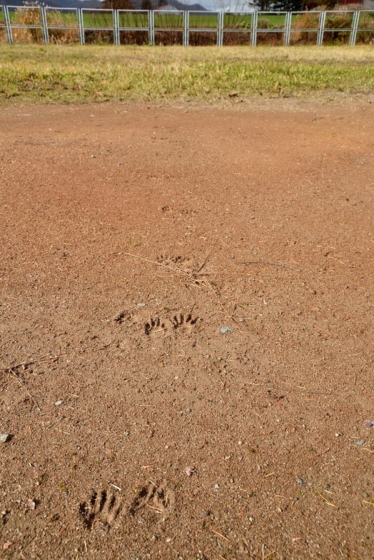 アライグマの足跡 こんなものを見た２