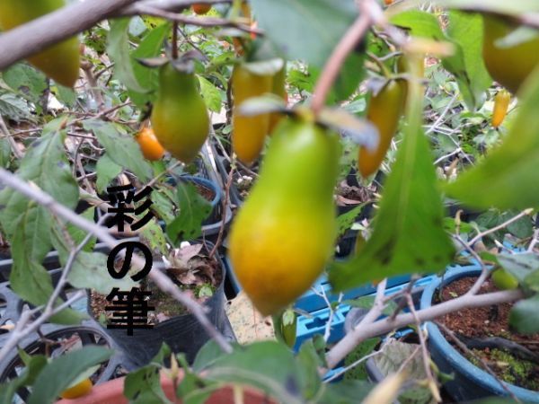 ローヤ柿・喝采（接木）老鴉柿・老爺柿・ロウヤガキ ローヤ柿・（正木苗）老鴉柿・老爺柿・ロウヤガキ販売価格 : 桐生さん