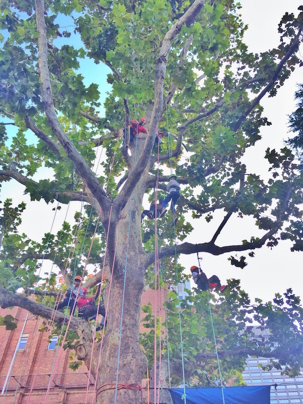 tree climbing_b0172633_20505730.jpg