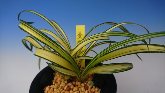 Y-279 韓国春蘭 [金剛宝] ・日本春蘭 [竜馬]松永蘭園