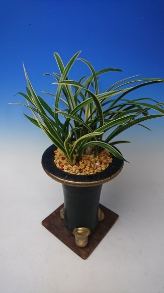 日本春蘭 霊峰 : 蘭万園日記