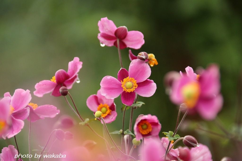 3種類の秋明菊 シュウメイギク に出会えました 自然のキャンバス 3種類の秋明菊 シュウメイギク に出会えました 自然のキャンバス