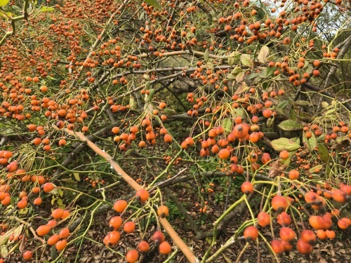 秋深まりゆく花フェスタ記念公園　〜　1_f0375039_07460939.jpeg