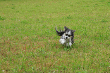 c0145250_12185369.gif